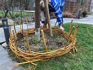 Lindenbaum Umrandung