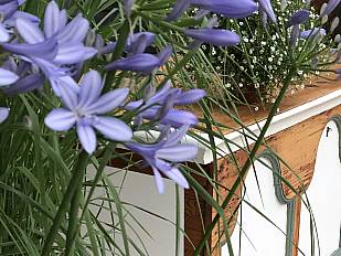 Agapanthus
