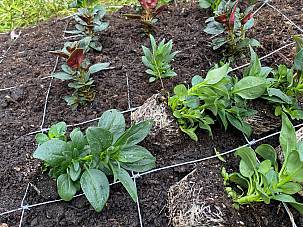 Diverser Sommerflor einpflanzen